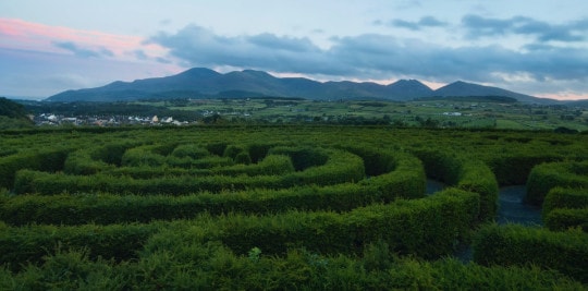 Plantes vertes en spirale